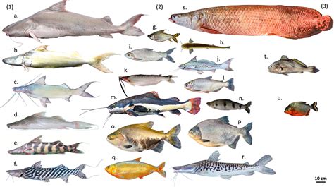 amazon fish|A database of freshwater fish species of the Amazon Basin.
